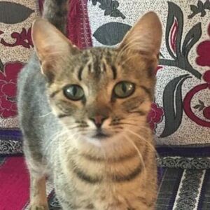 Meet your Posher, Elmahdi